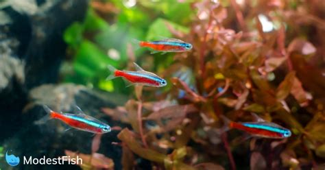 neon fish|Neon Tetra Care: Expert Guide For Aquarists .